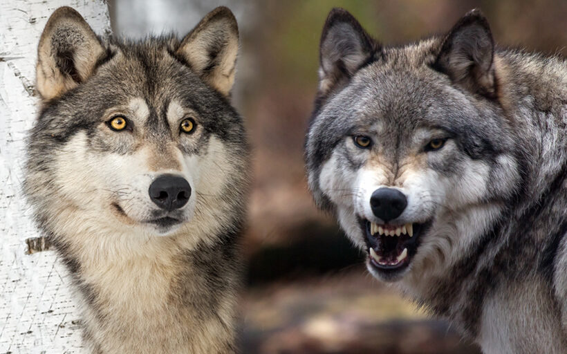 Cuentos para la reflexión :: La leyenda de los dos lobos