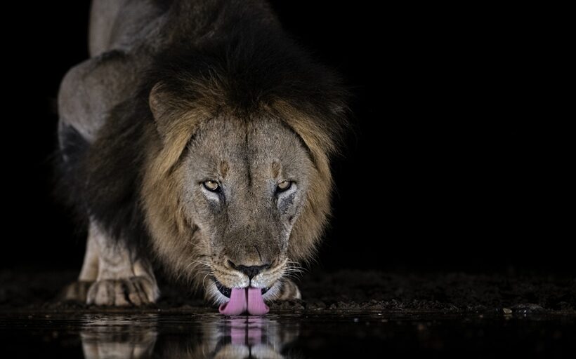 Cuentos para la reflexión :: El miedo y el león